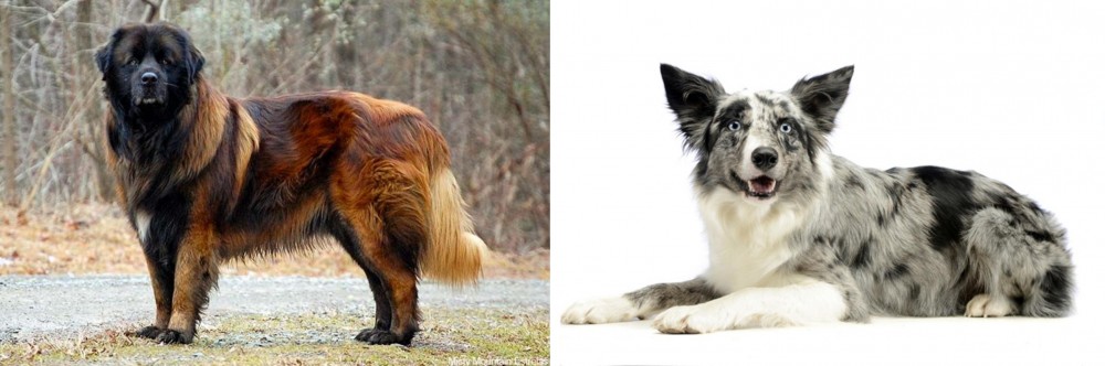 Koolie vs Estrela Mountain Dog - Breed Comparison