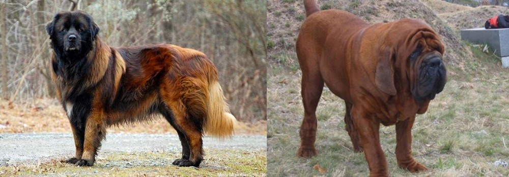 Korean Mastiff vs Estrela Mountain Dog - Breed Comparison