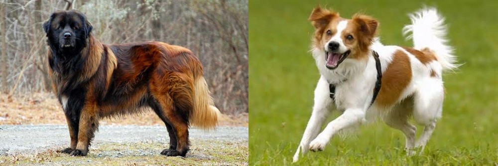 Kromfohrlander vs Estrela Mountain Dog - Breed Comparison