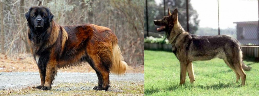 Kunming Dog vs Estrela Mountain Dog - Breed Comparison