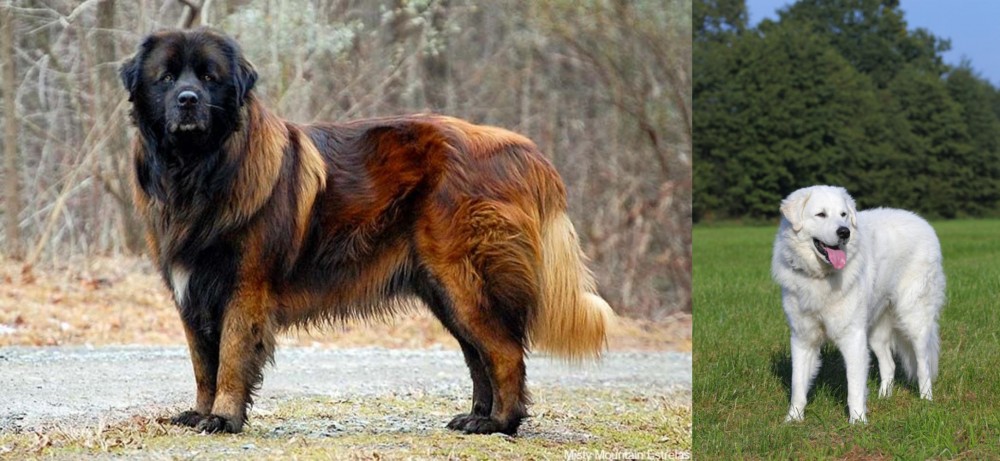 Kuvasz vs Estrela Mountain Dog - Breed Comparison
