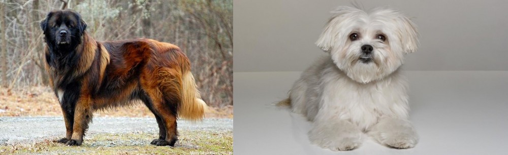 Kyi-Leo vs Estrela Mountain Dog - Breed Comparison