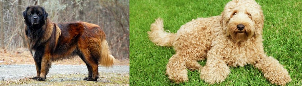Labradoodle vs Estrela Mountain Dog - Breed Comparison