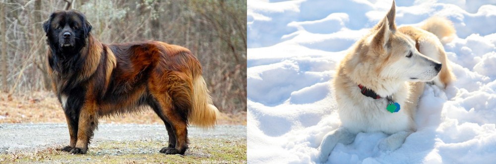 Labrador Husky vs Estrela Mountain Dog - Breed Comparison