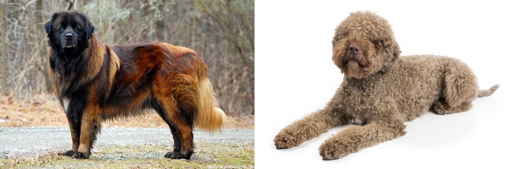 Lagotto Romagnolo vs Estrela Mountain Dog - Breed Comparison