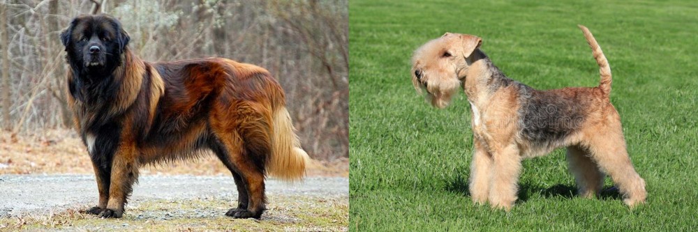 Lakeland Terrier vs Estrela Mountain Dog - Breed Comparison