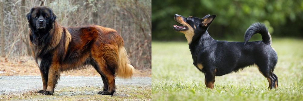 Lancashire Heeler vs Estrela Mountain Dog - Breed Comparison