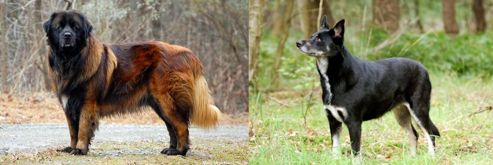Lapponian Herder vs Estrela Mountain Dog - Breed Comparison