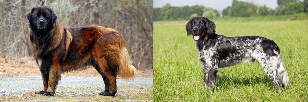 Large Munsterlander vs Estrela Mountain Dog - Breed Comparison