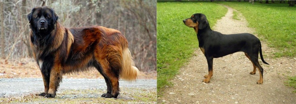 Latvian Hound vs Estrela Mountain Dog - Breed Comparison