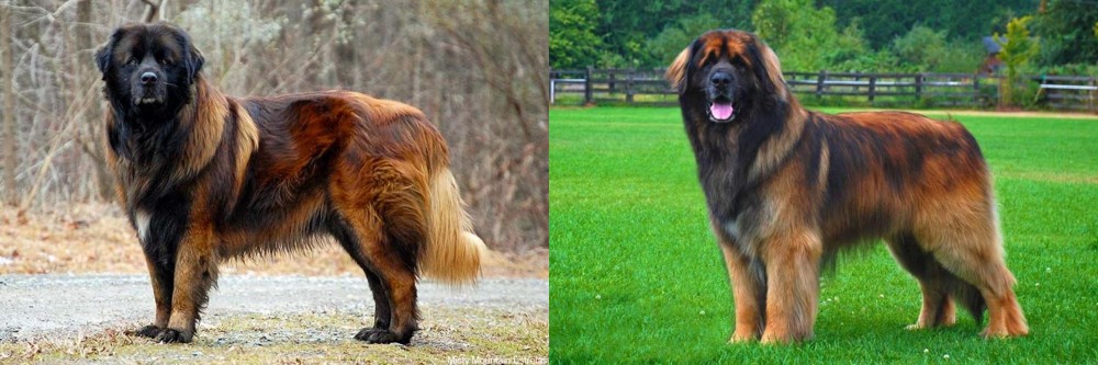 Leonberger vs Estrela Mountain Dog - Breed Comparison