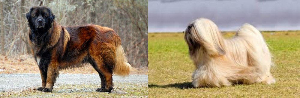 Lhasa Apso vs Estrela Mountain Dog - Breed Comparison