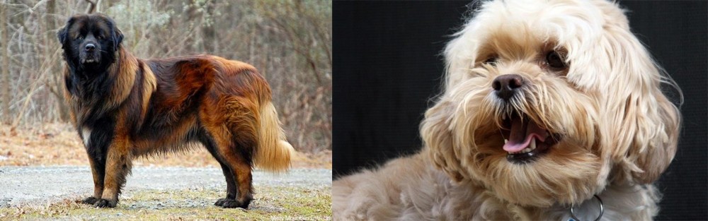 Lhasapoo vs Estrela Mountain Dog - Breed Comparison