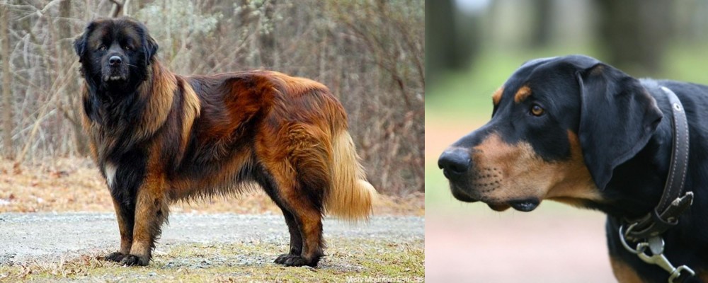 Lithuanian Hound vs Estrela Mountain Dog - Breed Comparison
