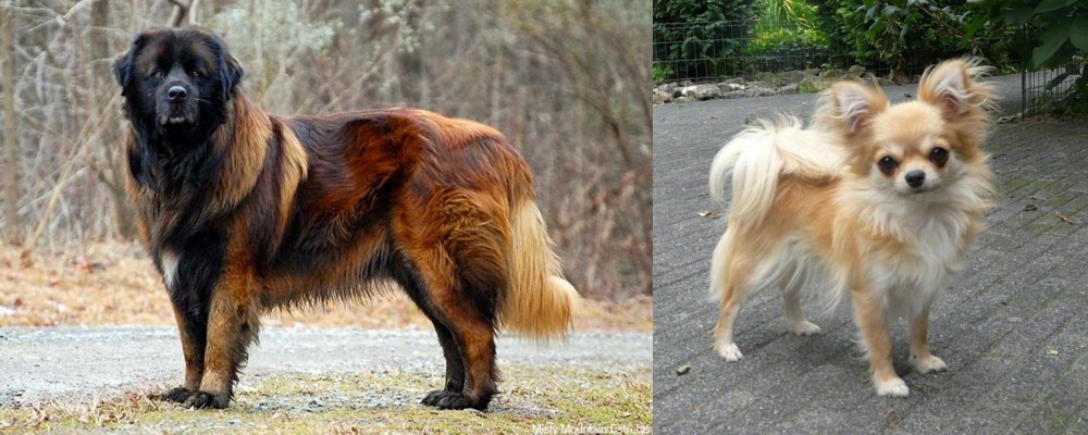 Long Haired Chihuahua vs Estrela Mountain Dog - Breed Comparison