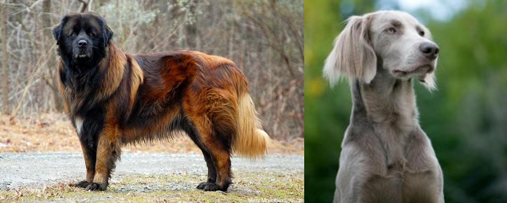 Longhaired Weimaraner vs Estrela Mountain Dog - Breed Comparison