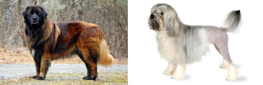 Lowchen vs Estrela Mountain Dog - Breed Comparison