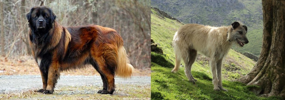 Lurcher vs Estrela Mountain Dog - Breed Comparison