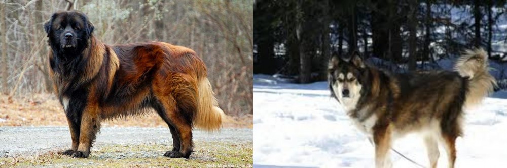 Mackenzie River Husky vs Estrela Mountain Dog - Breed Comparison