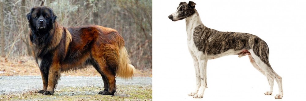 Magyar Agar vs Estrela Mountain Dog - Breed Comparison