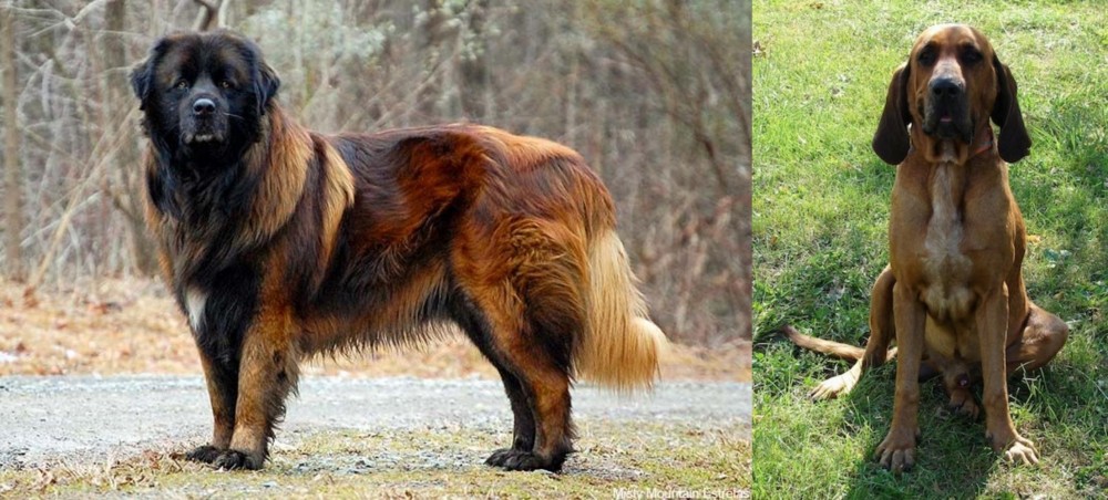 Majestic Tree Hound vs Estrela Mountain Dog - Breed Comparison