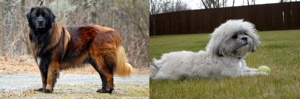 Mal-Shi vs Estrela Mountain Dog - Breed Comparison