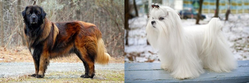 Maltese vs Estrela Mountain Dog - Breed Comparison