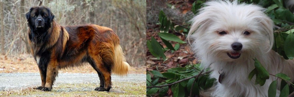 Malti-Pom vs Estrela Mountain Dog - Breed Comparison