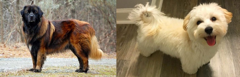 Maltipoo vs Estrela Mountain Dog - Breed Comparison