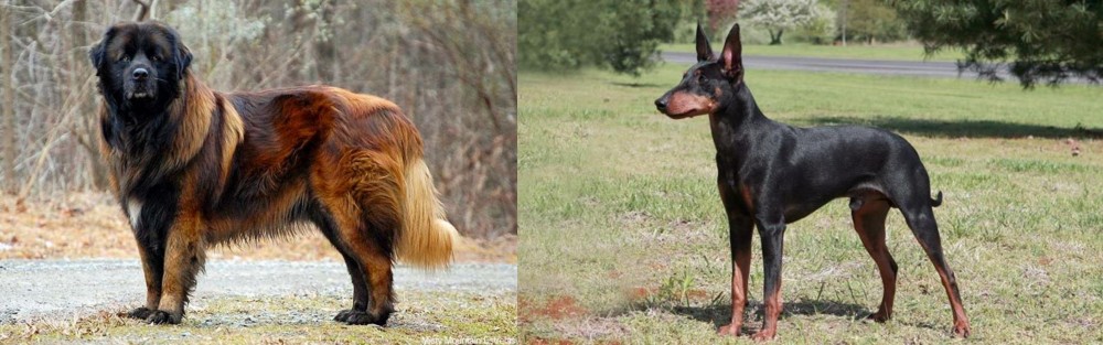 Manchester Terrier vs Estrela Mountain Dog - Breed Comparison