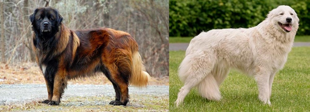 Maremma Sheepdog vs Estrela Mountain Dog - Breed Comparison