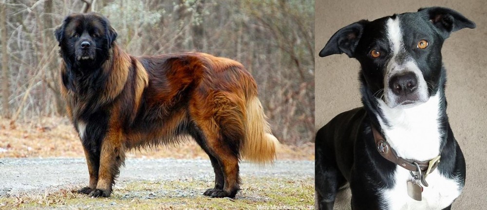 McNab vs Estrela Mountain Dog - Breed Comparison