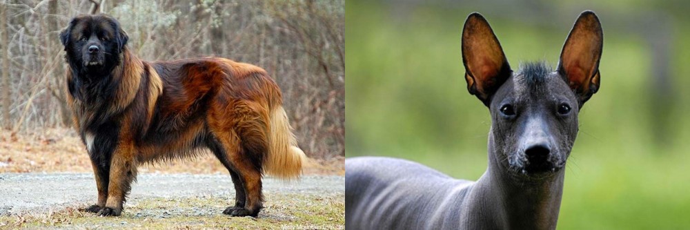 Mexican Hairless vs Estrela Mountain Dog - Breed Comparison