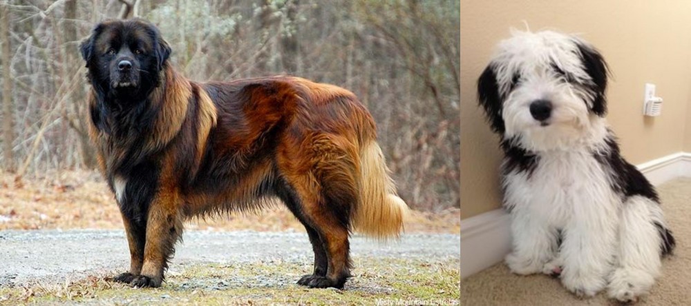 Mini Sheepadoodles vs Estrela Mountain Dog - Breed Comparison