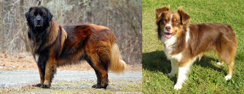 Miniature Australian Shepherd vs Estrela Mountain Dog - Breed Comparison