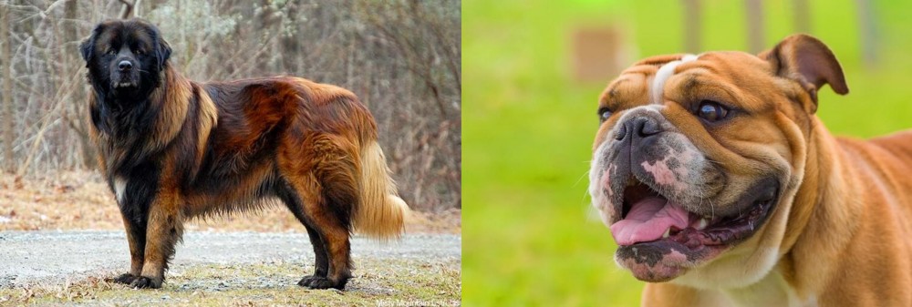 Miniature English Bulldog vs Estrela Mountain Dog - Breed Comparison