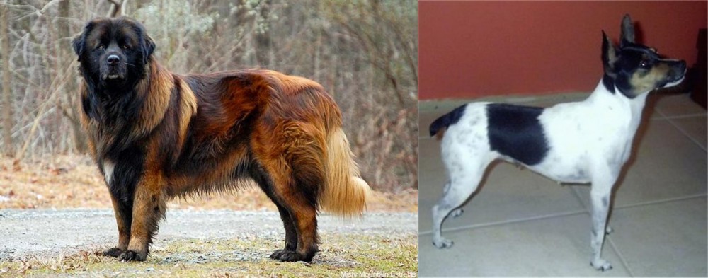 Miniature Fox Terrier vs Estrela Mountain Dog - Breed Comparison
