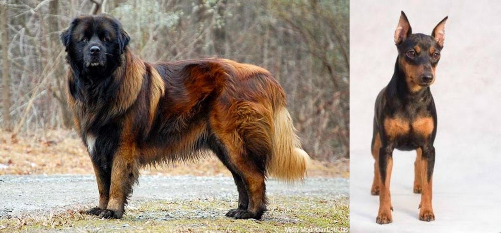 Miniature Pinscher vs Estrela Mountain Dog - Breed Comparison