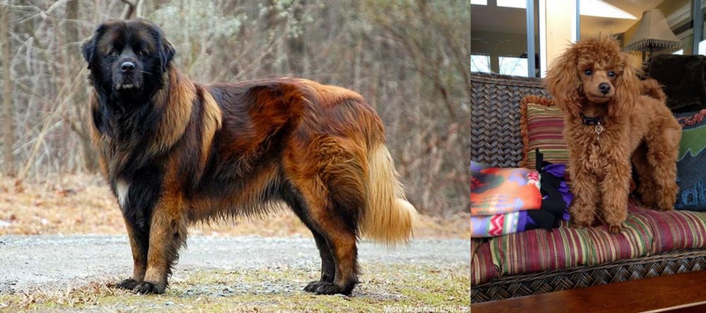 Miniature Poodle vs Estrela Mountain Dog - Breed Comparison
