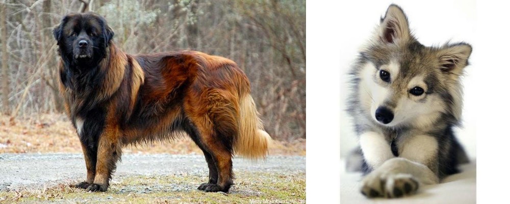 Miniature Siberian Husky vs Estrela Mountain Dog - Breed Comparison