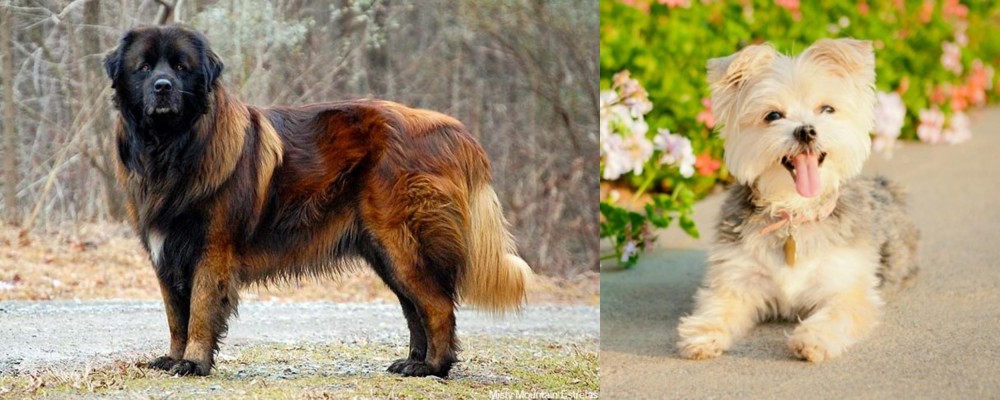 Morkie vs Estrela Mountain Dog - Breed Comparison