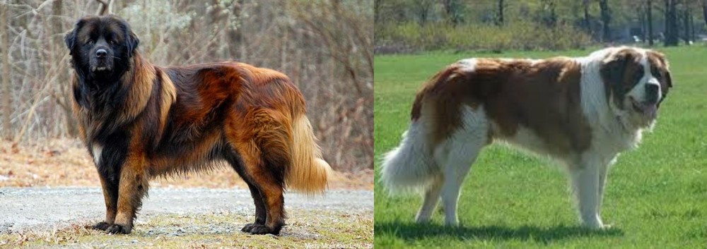 Moscow Watchdog vs Estrela Mountain Dog - Breed Comparison