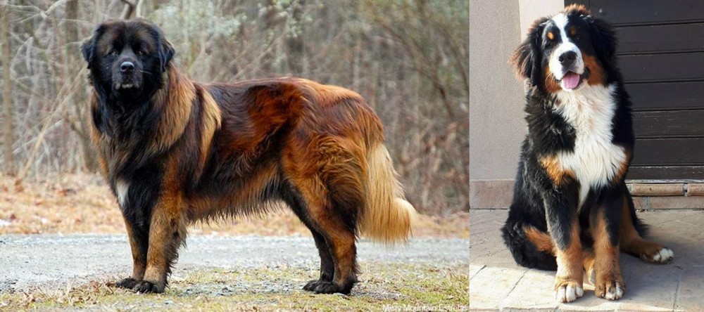 Mountain Burmese vs Estrela Mountain Dog - Breed Comparison