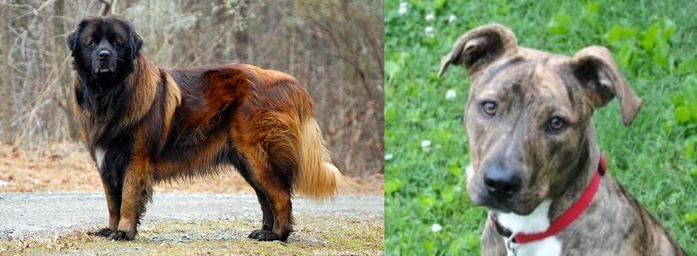 Mountain Cur vs Estrela Mountain Dog - Breed Comparison