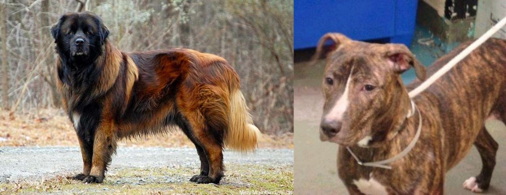 Mountain View Cur vs Estrela Mountain Dog - Breed Comparison