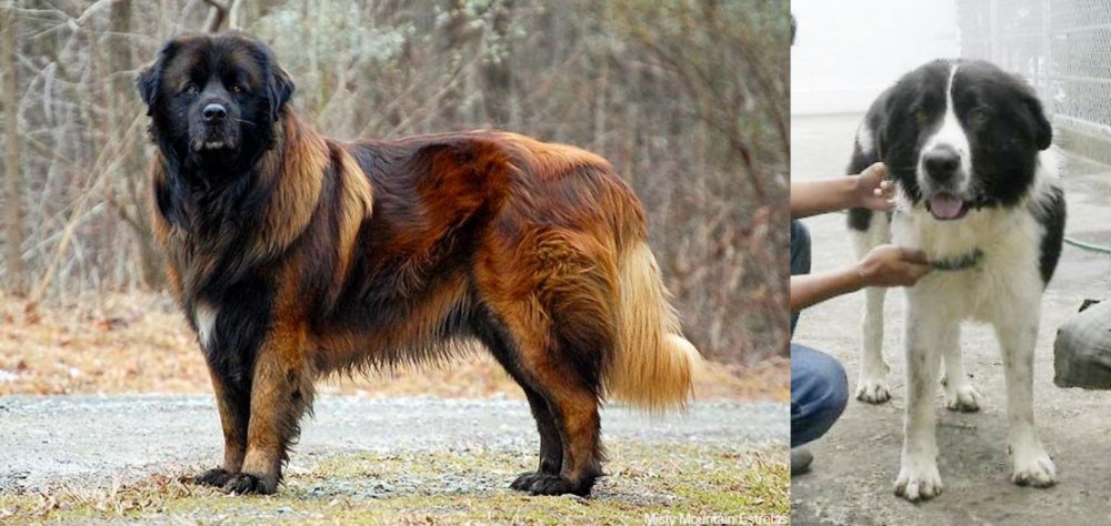 Mucuchies vs Estrela Mountain Dog - Breed Comparison