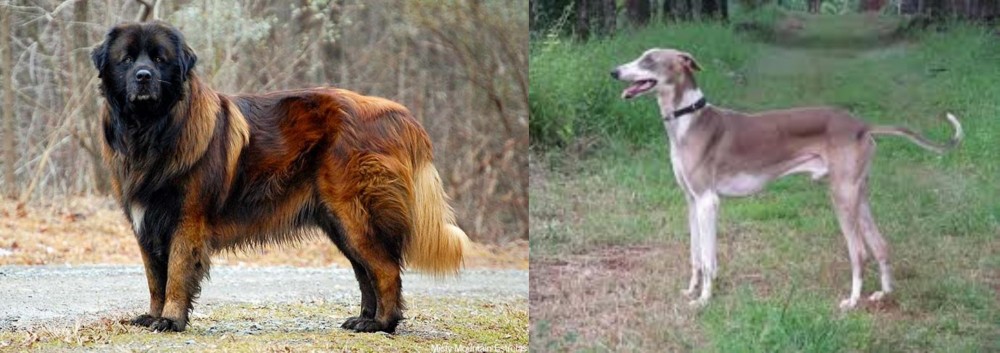 Mudhol Hound vs Estrela Mountain Dog - Breed Comparison