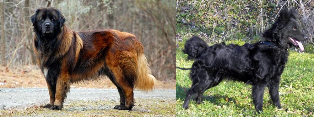 Mudi vs Estrela Mountain Dog - Breed Comparison