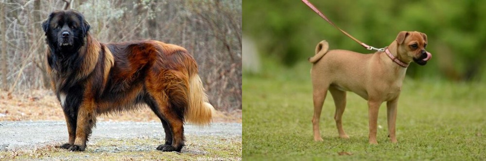 Muggin vs Estrela Mountain Dog - Breed Comparison