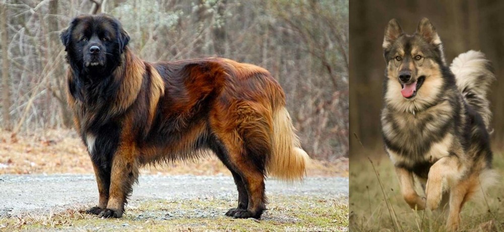 Native American Indian Dog vs Estrela Mountain Dog - Breed Comparison